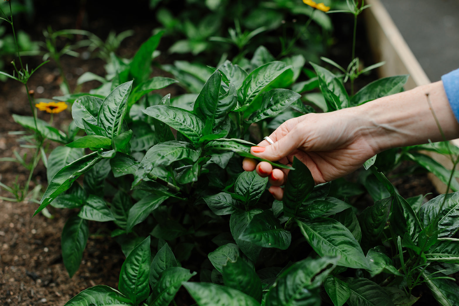 The Sculpture House Dye Garden - Pilot Year