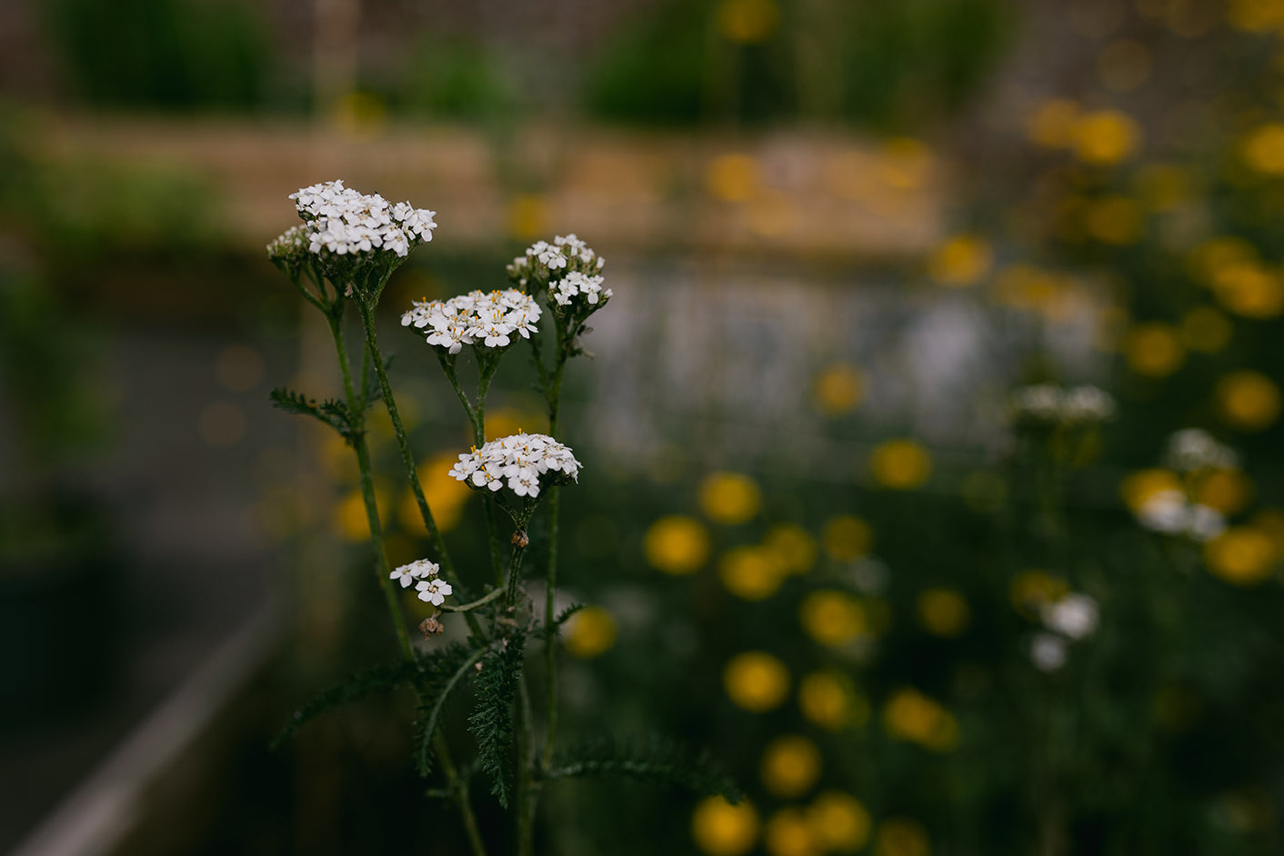 The Sculpture House Dye Garden: 2024 - 2026